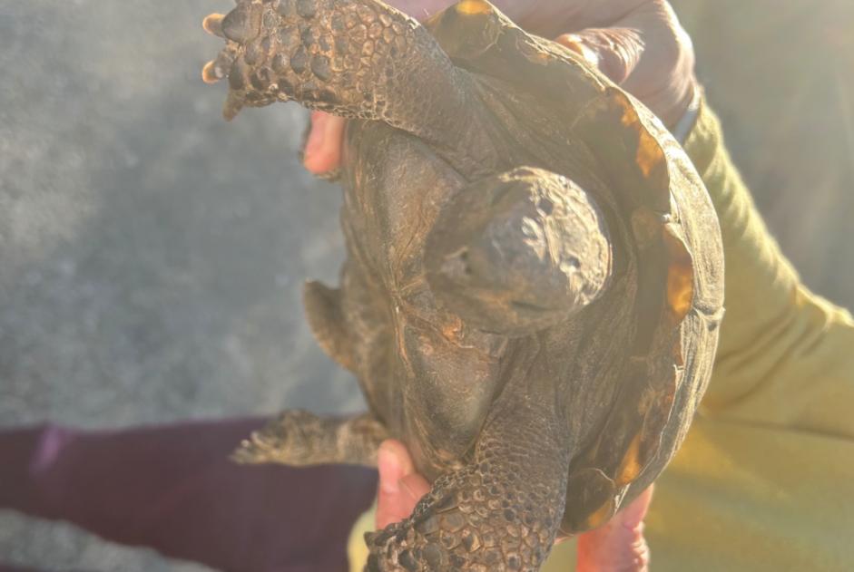 Fundmeldung Schildkröte Unbekannt Besançon Frankreich Fundmeldung Schildkröte Unbekannt Besançon Frankreich