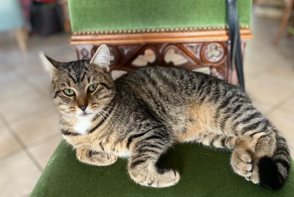 Discovery alert Cat miscegenation Male Besançon France