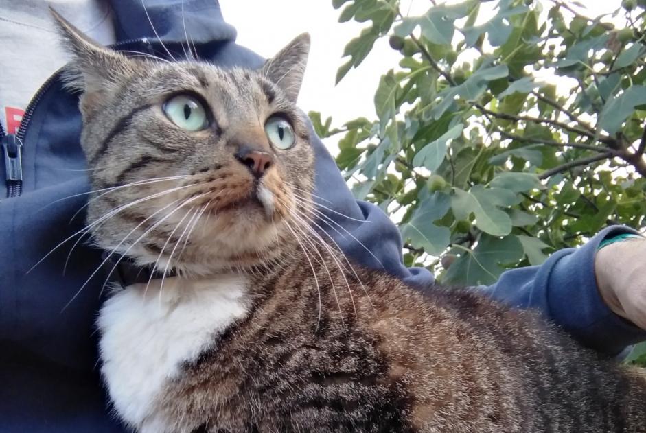 Discovery alert Cat Female Besançon France