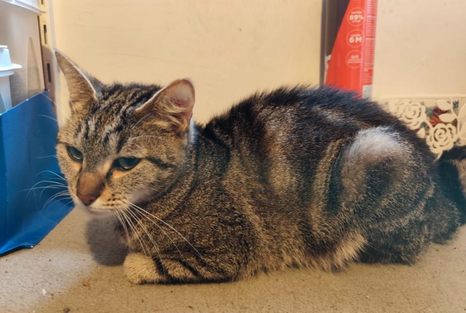 Discovery alert Cat Female Besançon France