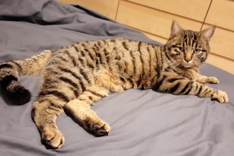Disappearance alert Cat Male , 2 years Besançon France