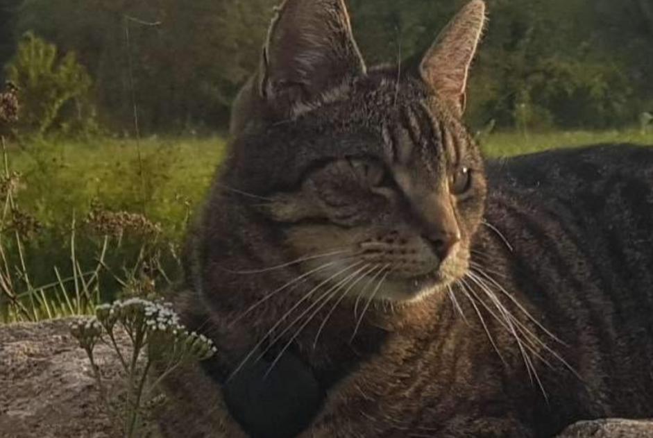 Disappearance alert Cat  Male , 11 years Besançon France