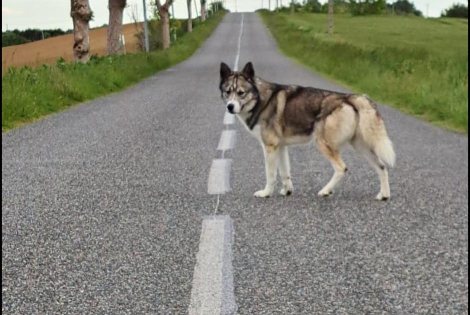 Discovery alert Dog Male Montgeard France