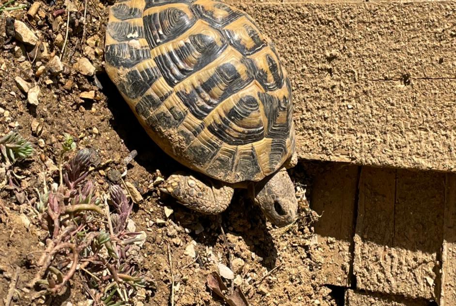Disappearance alert Tortoise Female , 2022 years Grandfontaine France