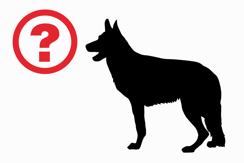 Verdwijningsalarm Hond  Vrouwtje , 6 jaar Pontarlier Frankrijk