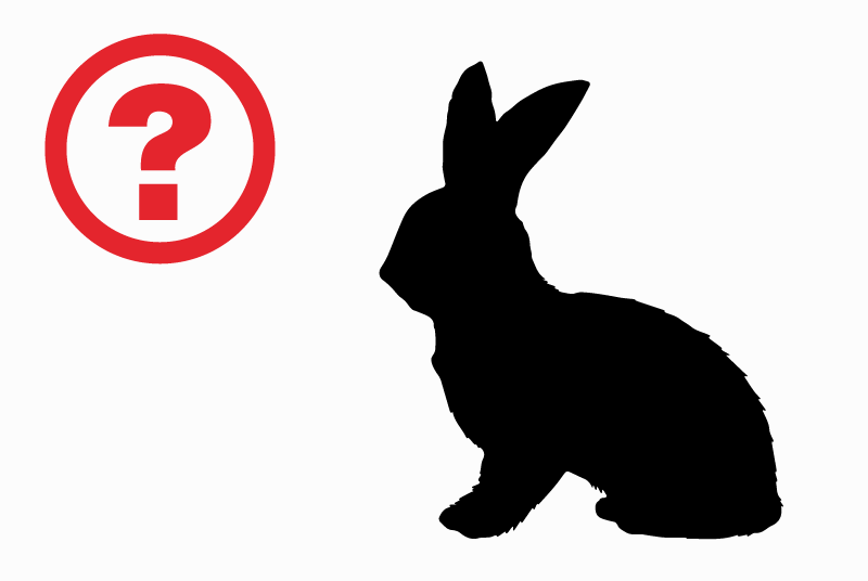 Alerte Découverte Lapin Inconnu Chevigney-sur-l'Ognon France