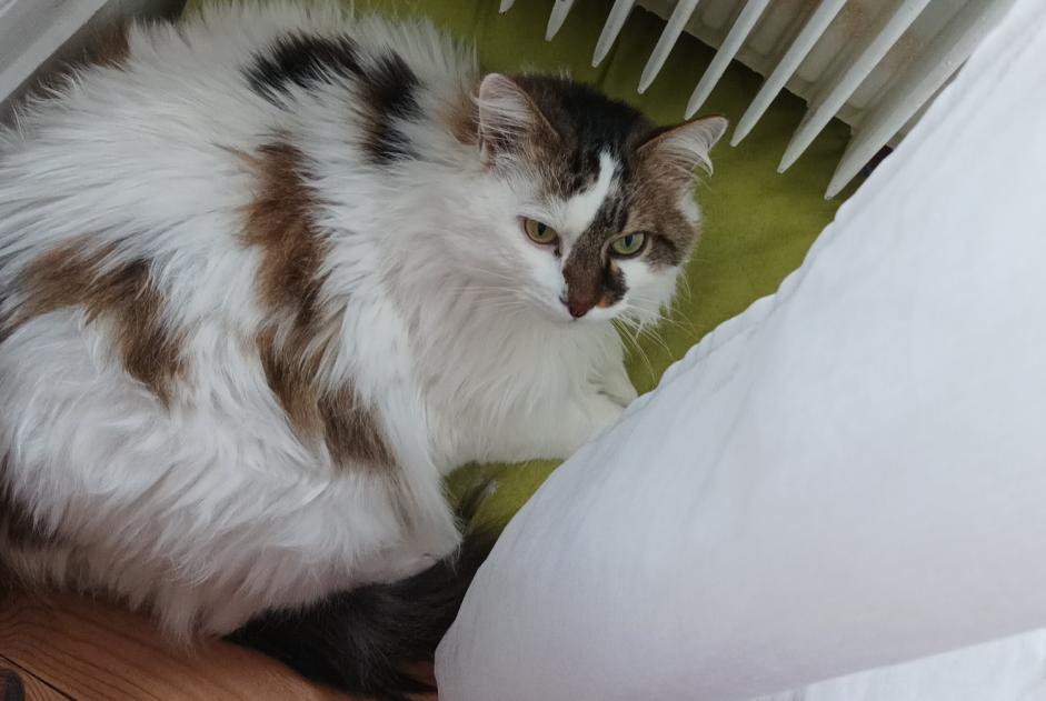 Avviso scomparsa Gatto incrocio di razze Femmina , 14 anni Busy Francia
