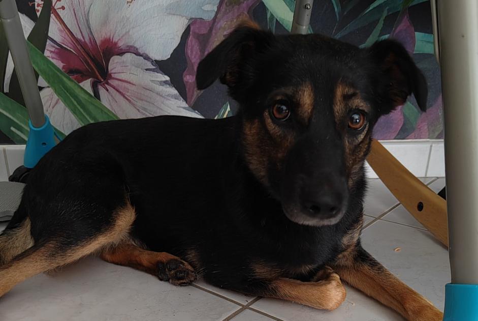 Alerta desaparecimento Cão cruzamento Fêmea , 1 anos Vieux-Charmont France