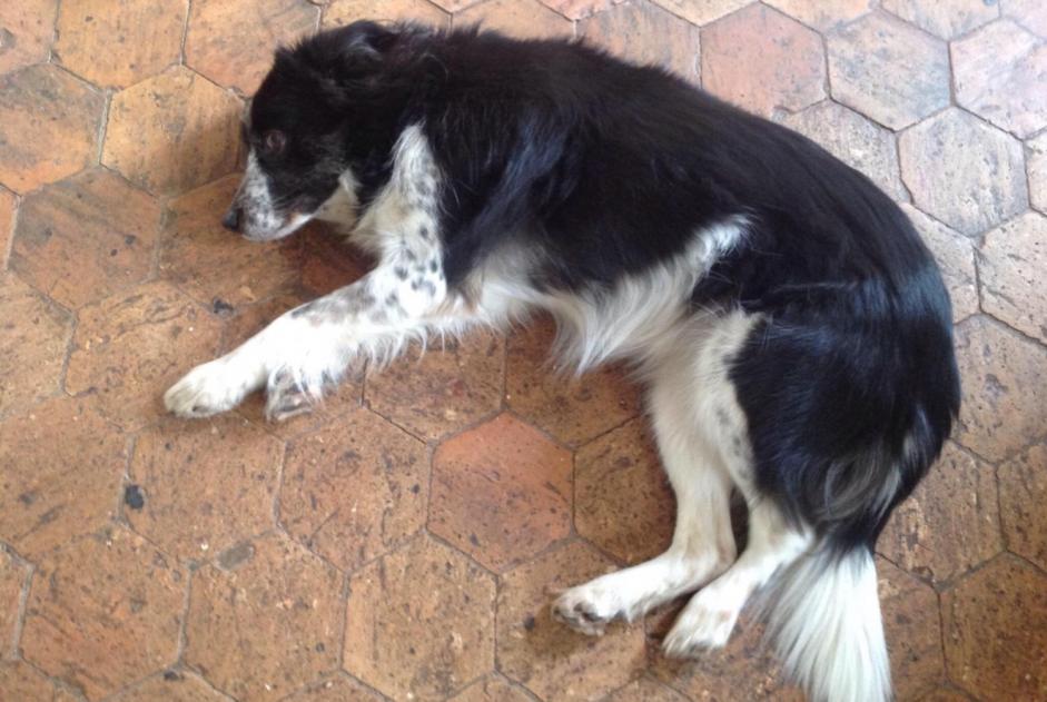 Alerta desaparecimento Cão  Fêmea , 15 anos Lixy France