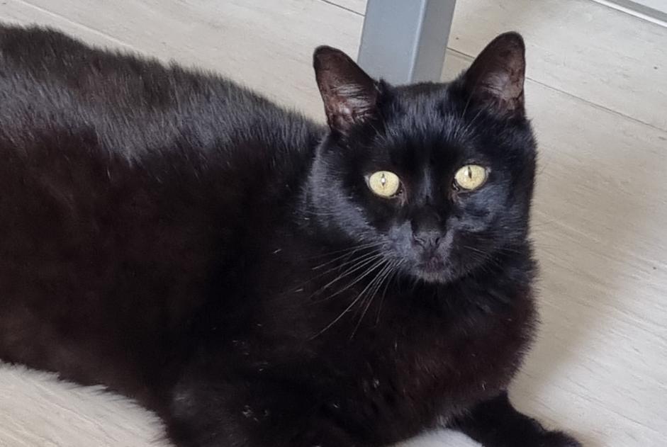 Alerta desaparecimento Gato  Macho , 11 anos Hérimoncourt France
