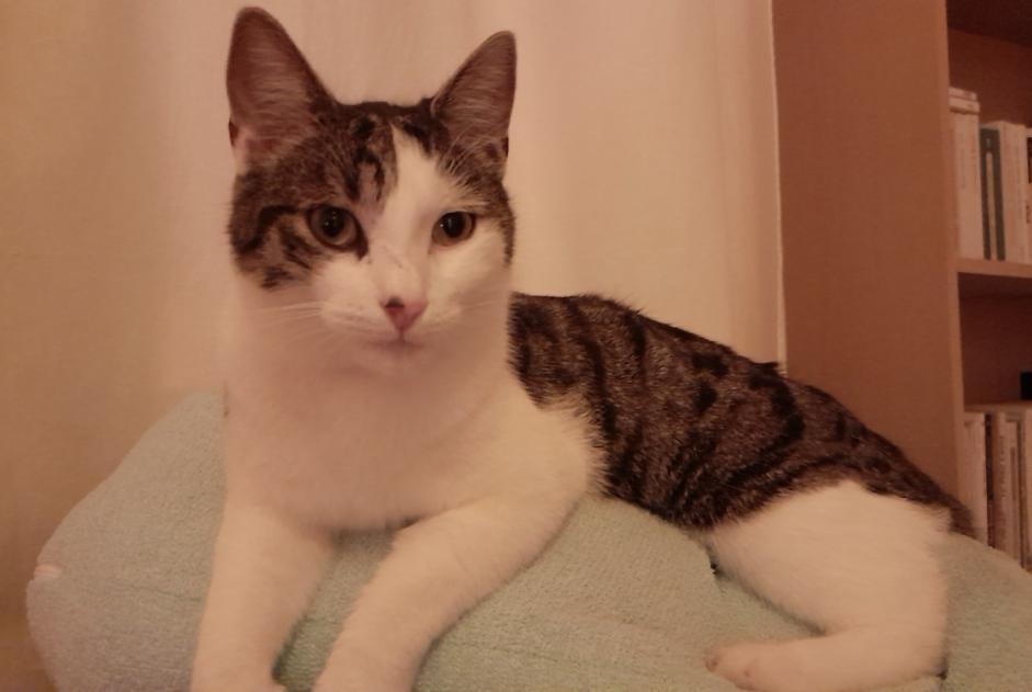 Alerta desaparecimento Gato Macho , 1 anos Anteuil France