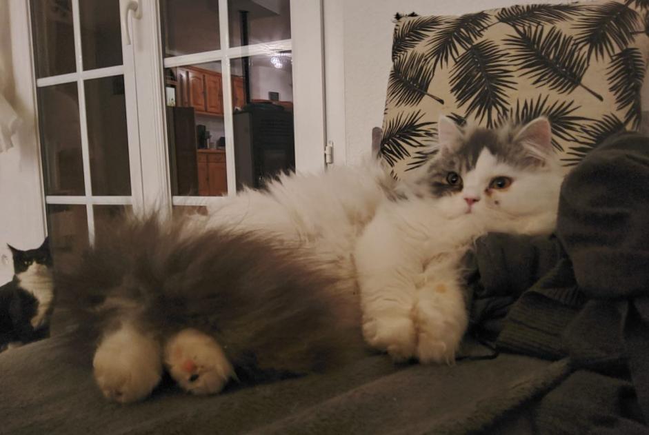 Alerta desaparecimento Gato  Macho , 2 anos Badevel France