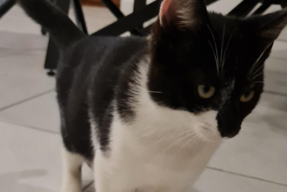 Alerta descoberta Gato Macho Vaire France