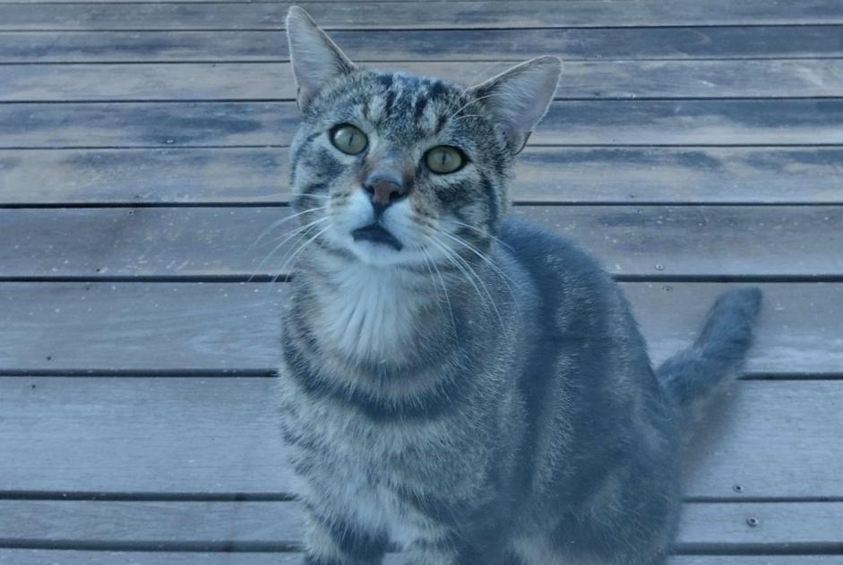 Alerta descoberta Gato  Macho , 2 anos Les Auxons France