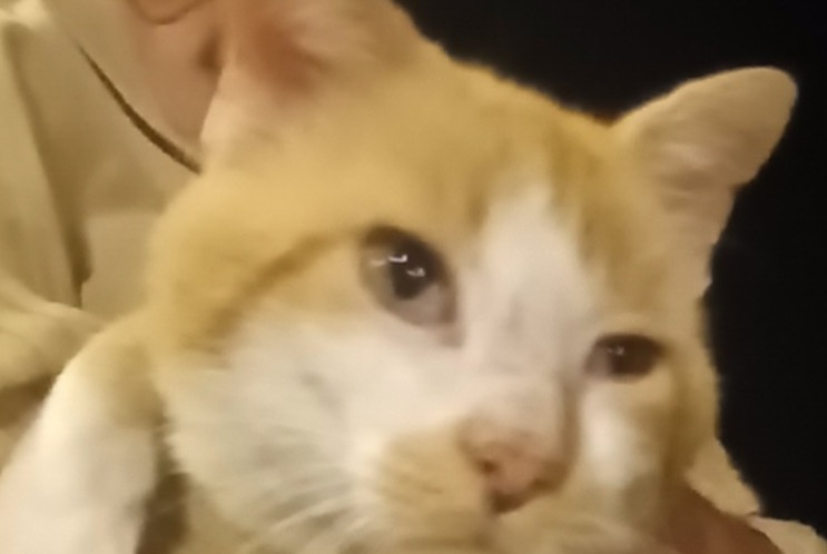 Alerta descoberta Gato cruzamento Macho Fontaine-lès-Clerval France