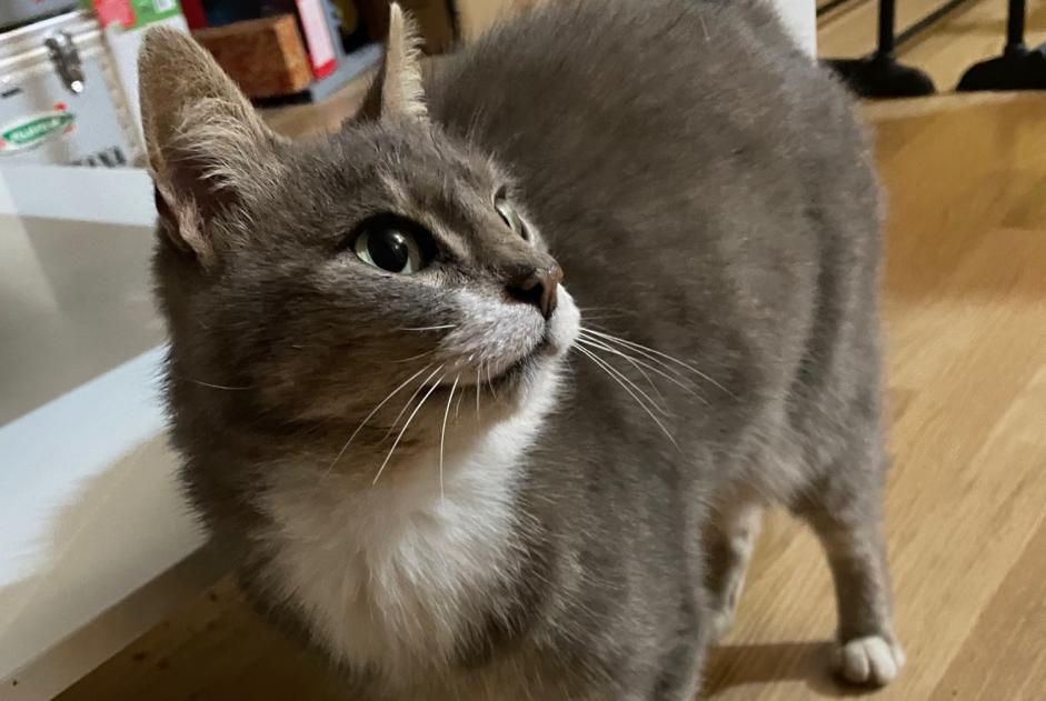 Alerta descoberta Gato Desconhecido Morteau France